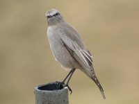 White-fronted Ground-Tyrant - Muscisaxicola albifrons