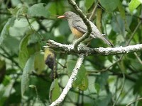 Olive Thrush - Turdus olivaceus