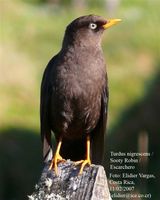 Sooty Robin - Turdus nigrescens