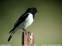 Hooded Robin - Melanodryas cucullata