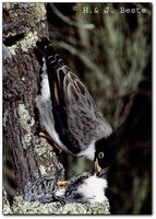 Varied Sittella - Neositta chrysoptera