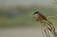 Gray-backed Shrike - Lanius tephronotus