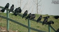 Rook - Corvus frugilegus