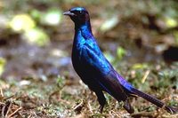 Meves' Glossy-Starling - Lamprotornis mevesii