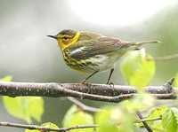 Cape May Warbler - Dendroica tigrina