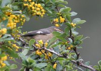 Cinereous Conebill - Conirostrum cinereum