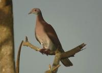 Pale-vented Pigeon & on to Selva Verde Lodge  