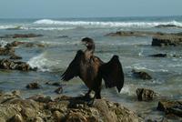 Brandt's Cormorant (immature)