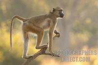 yellow baboon standing on branch stock photo