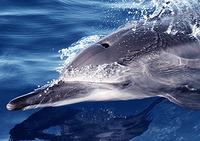 A spinner dolphin gets a close view of the Odyssey.