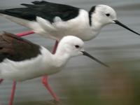 Black-winged Stilt