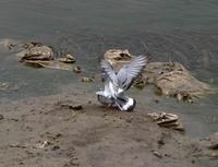 Hill pigeon Columba rupestris