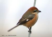 Bull-Headed Shrike Lanius bucephalus 때까치