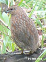 Brown Quail