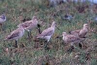 Bar-tailed Godwit