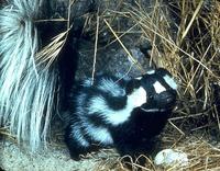 Westlicher Fleckenskunk [Spilogale gracillis]