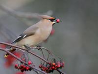 Bohemian Waxwing (Bombycilla garrulus)