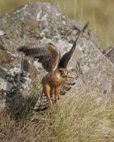 Red-footed Falcon (Falco vespertinus)