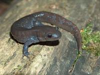 : Ambystoma jeffersonianum; Jefferson Salamander