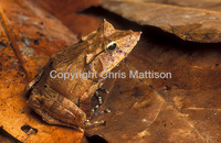 : Ceratobatrachus guentheri; Solomons Leaf Frog