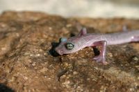 : Chiropterotriton magnipes