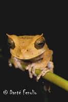 : Gastrotheca cornuta