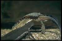 : Ommatotriton ophryticus; Banded Newt