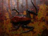 : Pristimantis peruvianus; Peruvian Rain Frog