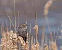 : Agelaius phoeniceus; Tordo Sargento