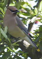 : Bombycilla cedrorum; Cedar Waxwing