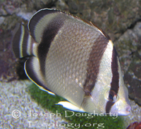 : Chaetodontus humeralis; Threebanded Butterflyfish