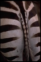 : Equus burchellii; Plains Zebra