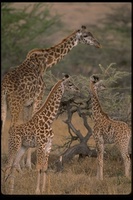 : Giraffa camelopardalis tippelskirchi; Masai Giraffe