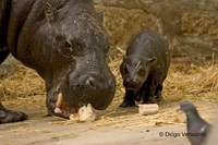 : Hexaprotodon liberiensis; Pygmy Hippopotamus