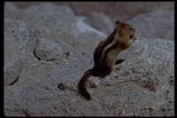 : Spermophilus lateralis; Golden-mantled Ground Squirrel