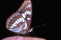 : Basilarchia lorquini; Lorquin's Admiral
