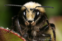 : Bombus vosnesenskii; Yellow-faced Bumblebee