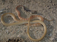 : Masticophis flagellum; Coachwhip