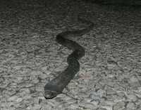 : Pseudechis guttatus; Spotted Black Snake