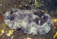 : Dendrodoris tuberculata