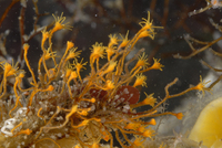 : Garveia annulata; Orange Hydroid