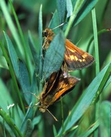 : Polites mardon; Mardon Skipper