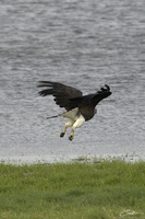 Ichthyophaga ichthyaetus  Grey-headed Fish Eagle