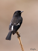 Pied Bushchat(Male) Scientific name - Saxicola caprata