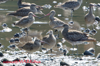 Bar-tailed Godwit ( Limosa lapponica )