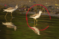 Marsh Sandpiper (Tringa stagnatilis)