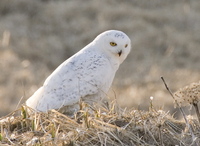 Snowy Owl. Photo by Dave Kutilek. All rights reserved.