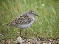 종달도요 Calidris minutilla | long-toed stint