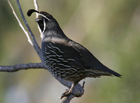 California Quail
