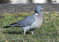 Photo of holub hřivnáč Columba palumbus Woodpigeon Ringeltaube